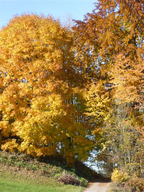 Bäume Herbst